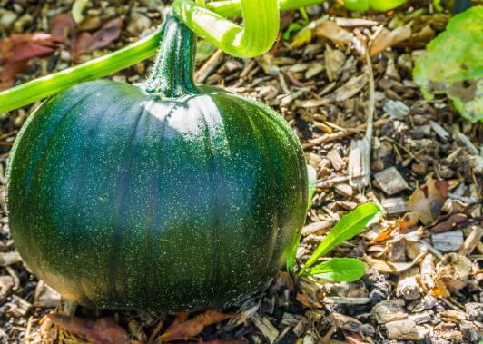 如何選擇高性價比的測土儀器品牌？