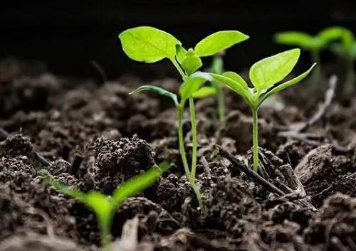 土壤養(yǎng)分測定儀助力生態(tài)農業(yè)高質量發(fā)展