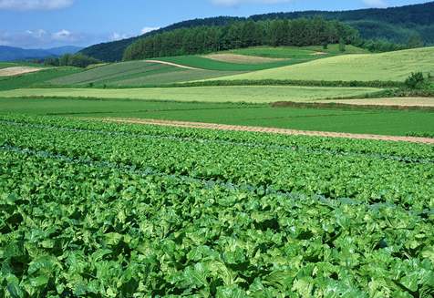 一年就種植16茬蔬菜，山東濰坊大棚里的“種植床