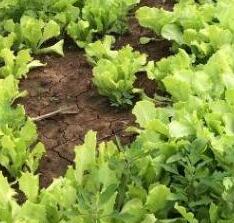 肥料養(yǎng)分檢測儀促進(jìn)農(nóng)業(yè)可持續(xù)發(fā)展！