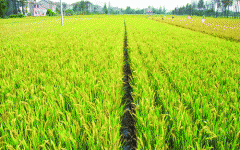 農(nóng)作物的藥害主要有哪些？應(yīng)該如何防治呢？