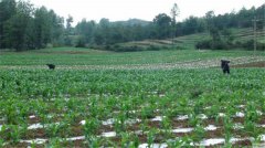 土壤養(yǎng)分速測儀測量土壤養(yǎng)分效果好