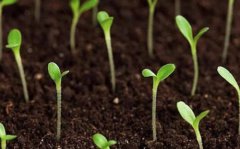 土壤養(yǎng)分速測儀為什么應(yīng)用廣泛？