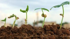 土壤養(yǎng)分檢測(cè)儀的優(yōu)勢(shì)在哪里？