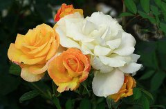 月季種植，土壤養(yǎng)分檢測儀檢測可以彌補土壤養(yǎng)