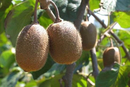 土壤肥料養(yǎng)分檢測(cè)儀