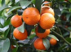 果樹(shù)上出現(xiàn)病蟲(chóng)害問(wèn)題分析及建議