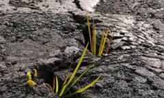 關(guān)于土壤重金屬污染的危害？