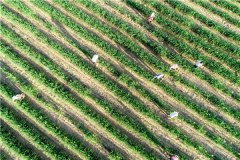 土壤養(yǎng)分速測儀在施肥中有什么優(yōu)越性？