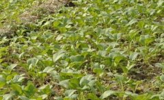 土壤酸堿度測定儀對土壤pH值進(jìn)行精準(zhǔn)檢測！