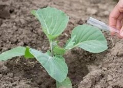 測土儀器推動(dòng)農(nóng)業(yè)技術(shù)的場景化應(yīng)用