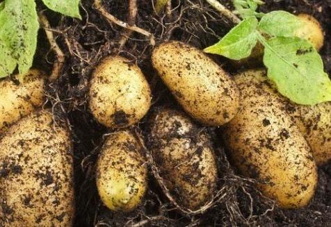 測(cè)土配方施肥儀