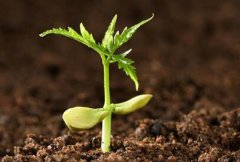 測(cè)土施肥儀指導(dǎo)農(nóng)業(yè)施肥“缺啥補(bǔ)啥”