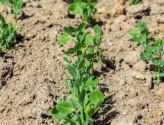 肥料養(yǎng)分測試儀如何幫助農(nóng)民實現(xiàn)精準(zhǔn)施肥？