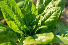 實現(xiàn)精細(xì)化施肥，測土配方施肥儀有何必要？