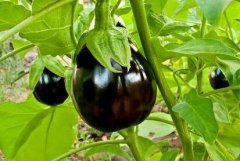 肥料養(yǎng)分檢測(cè)儀推動(dòng)蔬菜生產(chǎn)基地?cái)?shù)字化建設(shè)