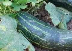 為何土壤養(yǎng)分檢測(cè)儀在農(nóng)業(yè)中不可或缺？