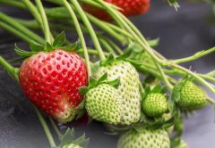 土壤氮磷鉀測定儀在肥料施加工作有何作用？