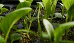 測土配方施肥儀讓施肥不在憑經(jīng)驗辦事