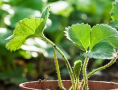 云唐土壤肥料養(yǎng)分測試儀可檢測的項目有哪些？