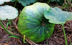 農(nóng)田科學施肥需要測土配方施肥儀