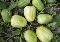 推薦云唐土壤養(yǎng)分速測(cè)儀的5大理由？