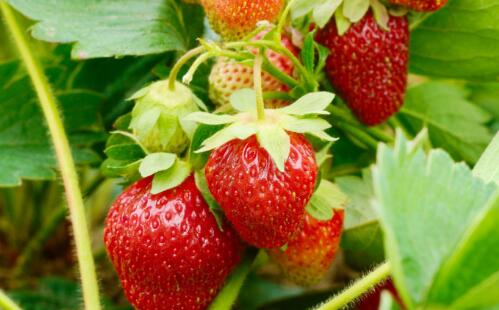 肥料養(yǎng)分測試儀