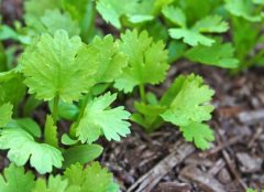 土壤養(yǎng)分檢測儀助農(nóng)實現(xiàn)精準施肥